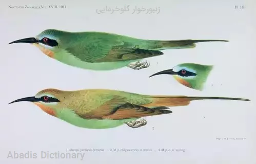 زنبورخوار گلوخرمایی